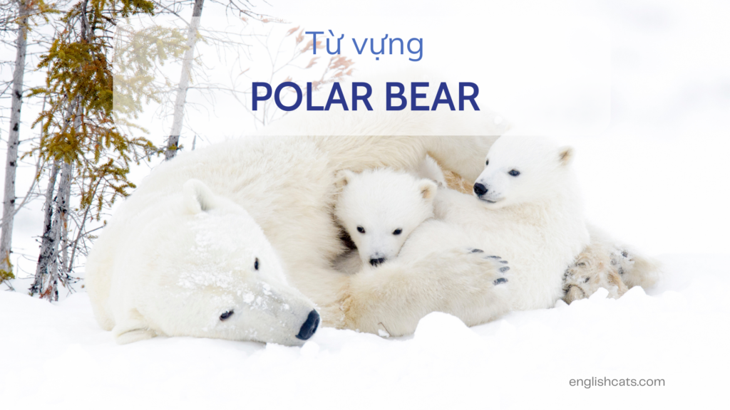 20+ từ vựng tiếng anh Ielts – Chủ đề: Polar Bear